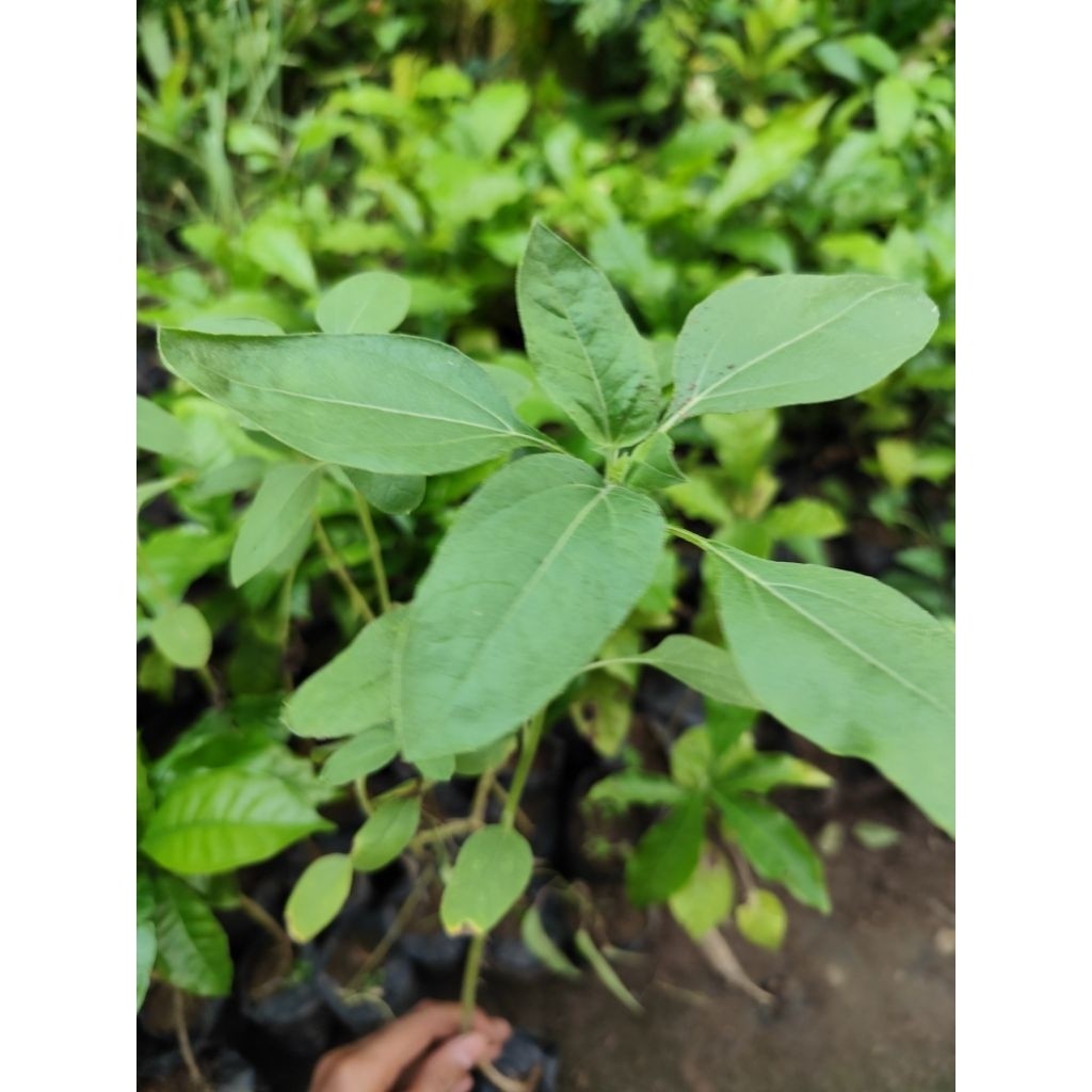 bibit tanaman bunga matahari siap tanam (beli5gratis1)