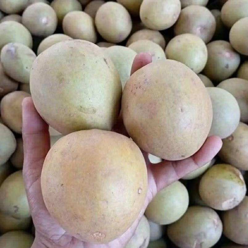 

Sawo Madu Manis Asli – Fresh & Premium – Kemasan 1 Kg