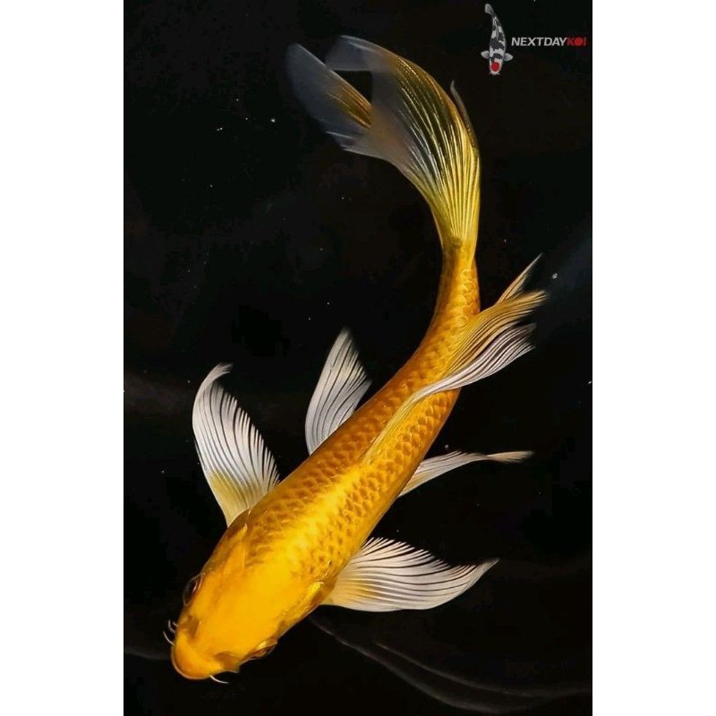 arstistik Terlaris. kumpay Emas k0i 0gon sley3r 12 -15cm