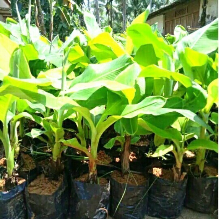 

Bibit Pohon Pisang Raja Unggul Cepat Berbuah