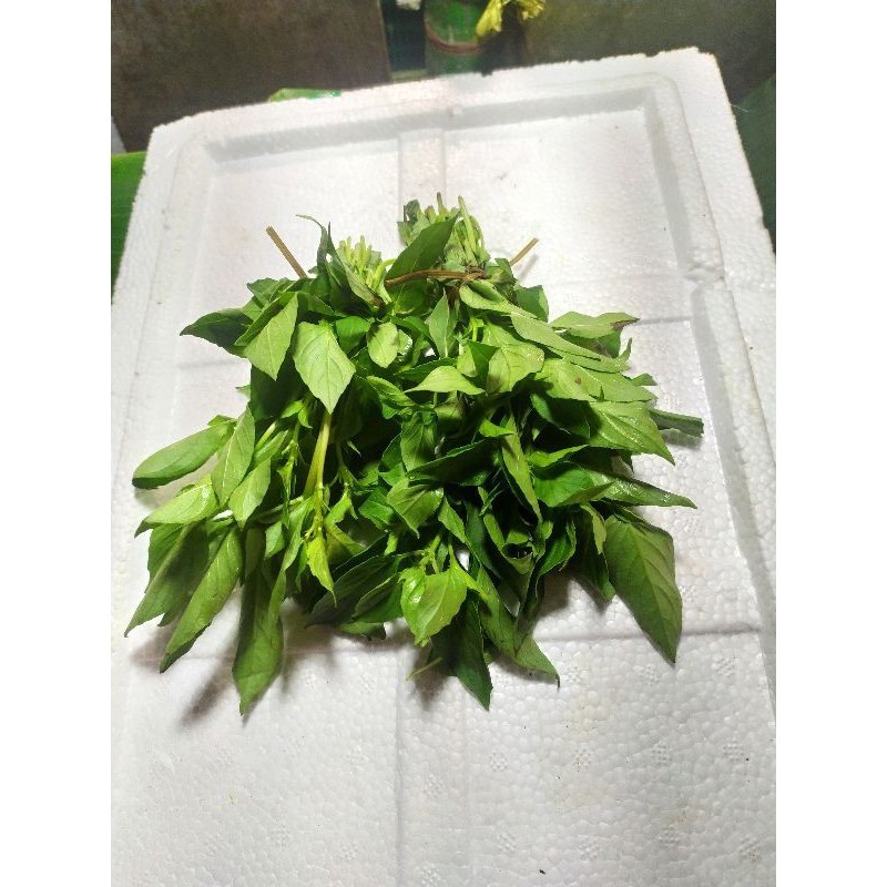 

Kemangi 3 ikat kecil