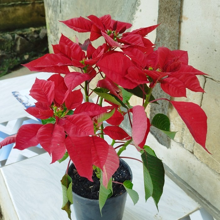 tanaman hias kastuba merah | bunga kastuba merah