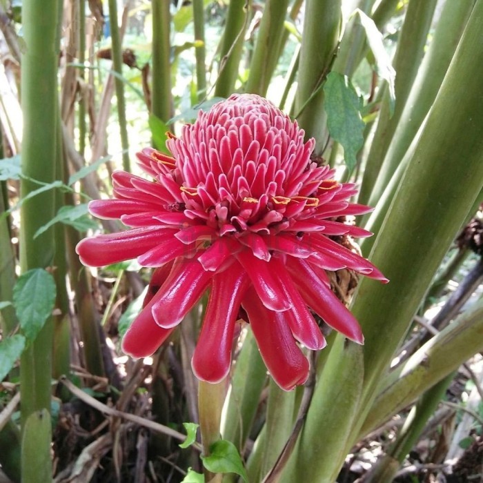 tanaman herbal kecombrang honje/tanaman bunga kecombrang