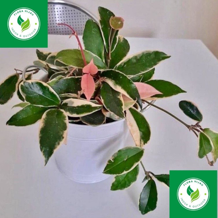 - ( BISA COD ) Tanaman Hias Hoya Carnosa Tricolor Bunga Hias Hoya Carnosa Trecolour Tanaman Hidup Ho