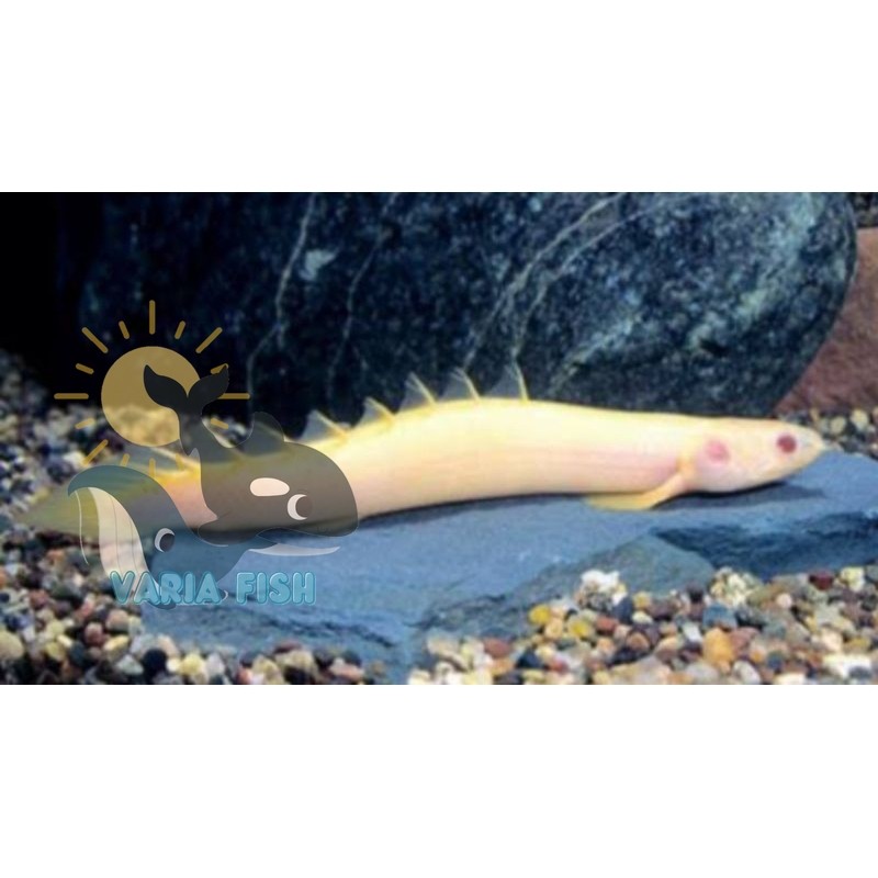 big sale hiasan akuarium diskon palmas albino size 13-14cm varia