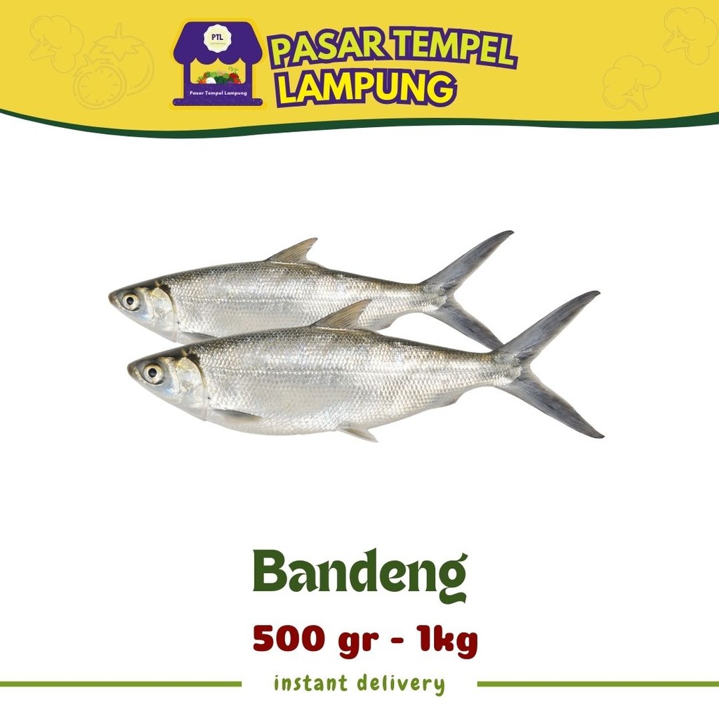 

Ikan Segar Ikan Bandeng Segar Lauk Mentah Seafood 1 KG
