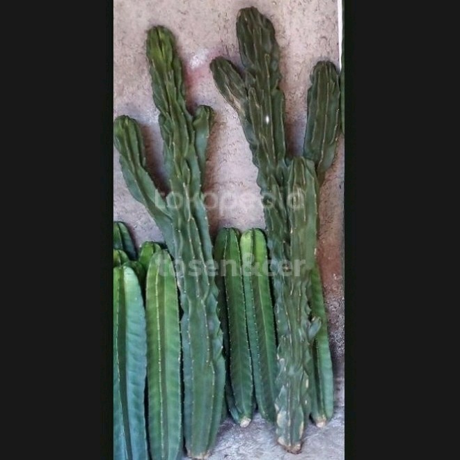 kaktus lilin cabang 1meter