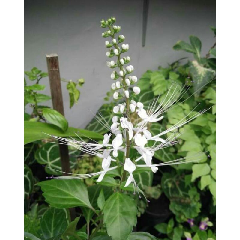 

DAUN KUMIS KUCING 100GR FRESH