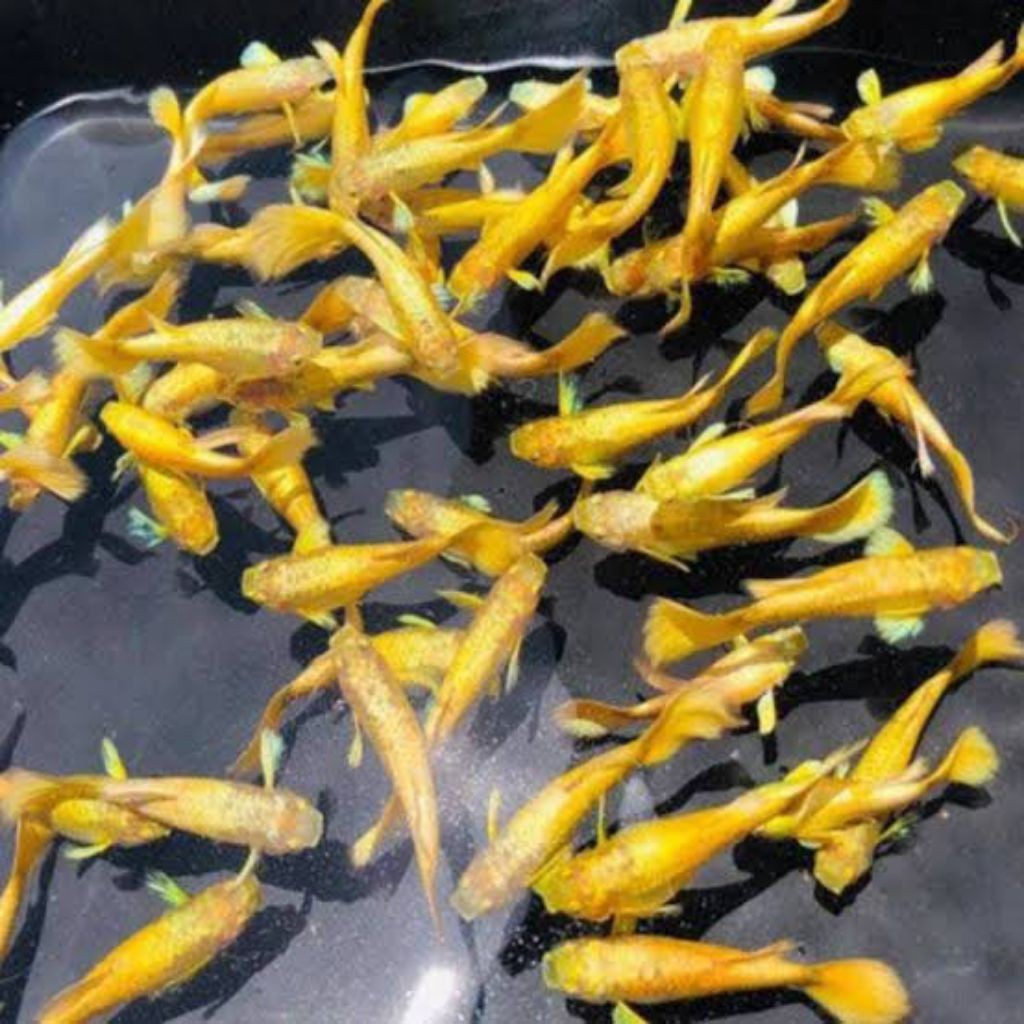 

stiker anomali hiasan aquarium ikan Guppy albino ful gold lockal