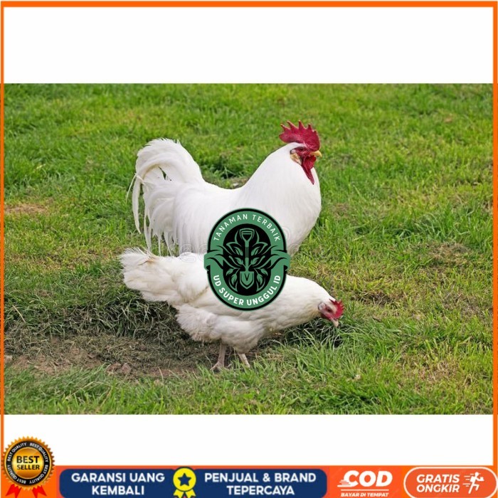 

Telur ayam hias leghorn white fertil asli siap ditetaskan - ayam-leghorn UD_SUPER_UNGGUL_ID