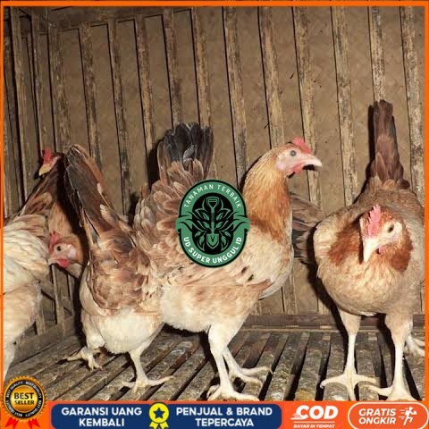 

Telur ayam elba petelur handal siap ditetaskan - telur-ayam-elba UD_SUPER_UNGGUL_ID