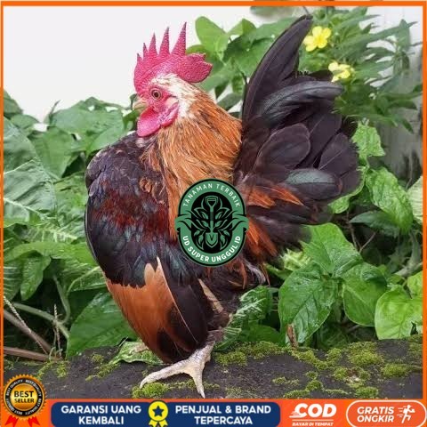

Telur ayam serama / kate lokal fertil asli siap ditetaskan - ayam kate lokal UD_SUPER_UNGGUL_ID