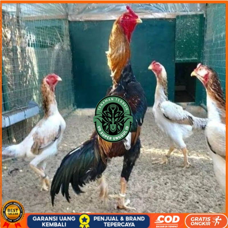 

TELUR AYAM SHAMO EROPA PURE LINE UNTUK DI TETASKAN UD_SUPER_UNGGUL_ID