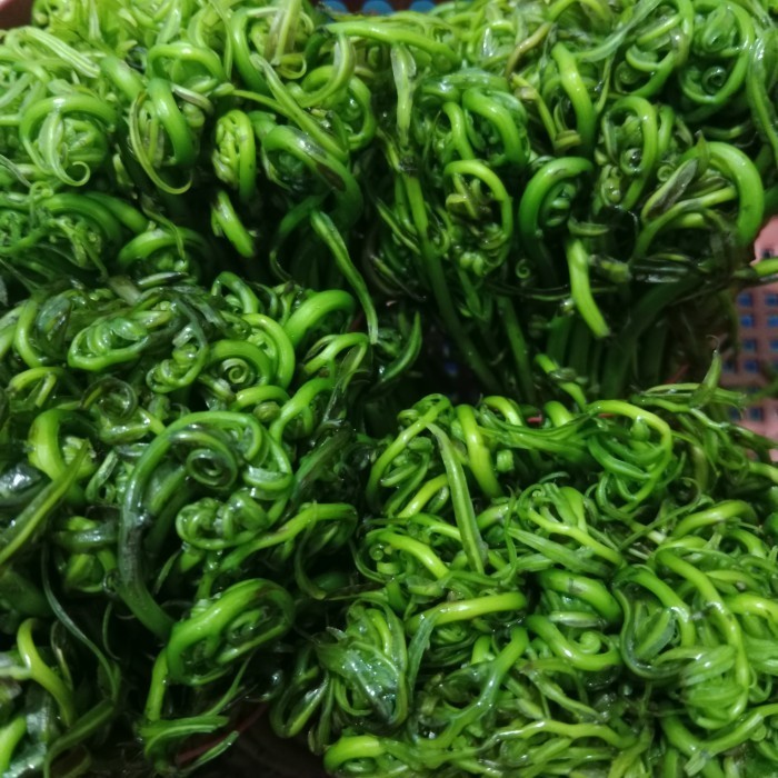 

Sayur pucuk pakis / segar / pack