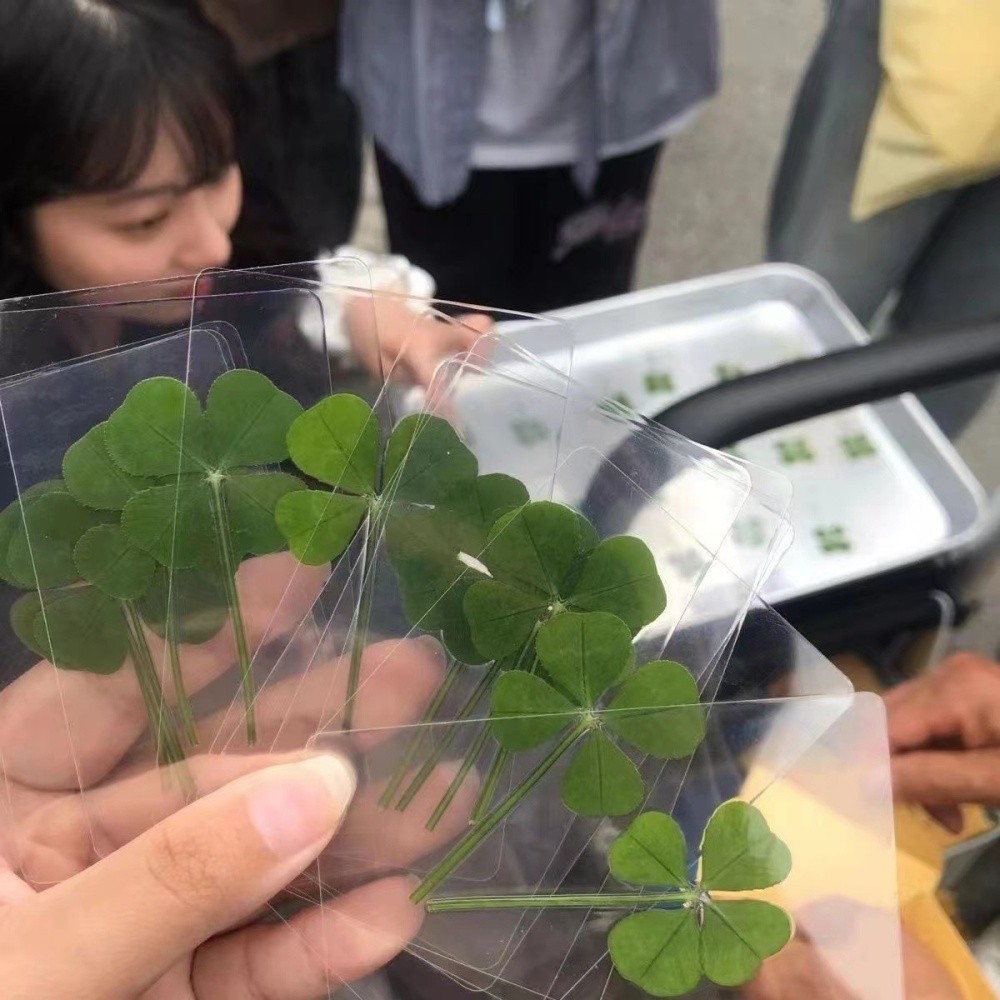 

5PCS Lucky Four-Leaf Clover Natural Original Grass Transparent Card Bookmark Wishing Simple Style Transparent Card Bookmark