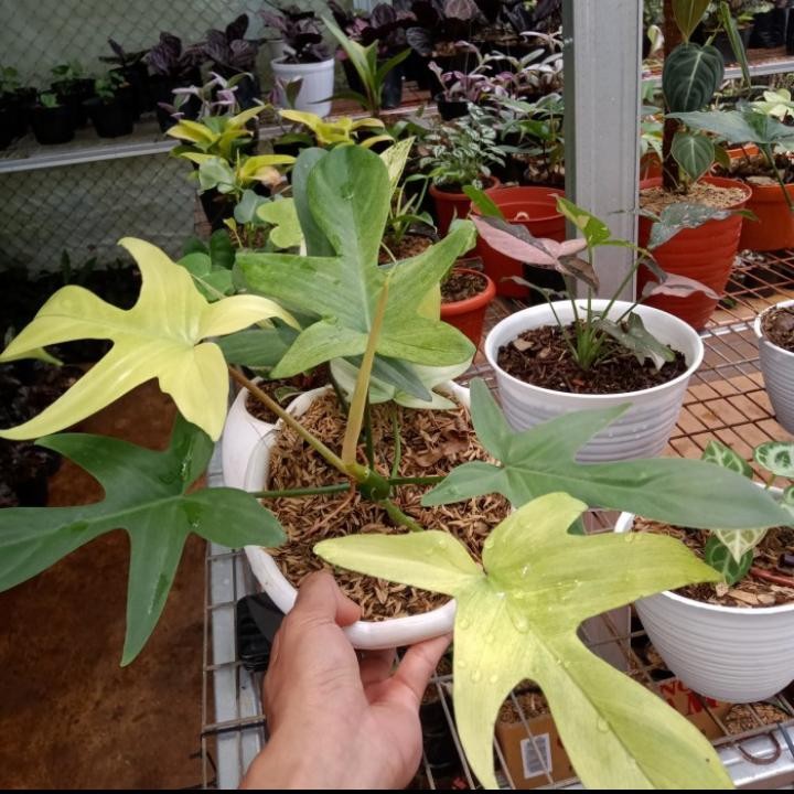 Tanaman hias Florida ghost - philodendron Florida - Tanaman hias