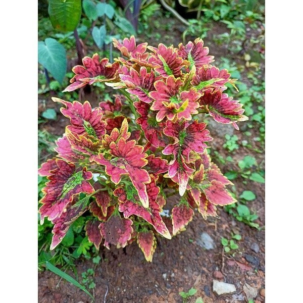 COD MIANA KRITING BATIK (ORANGE,HIJAU ,KUNING) jawer kotok