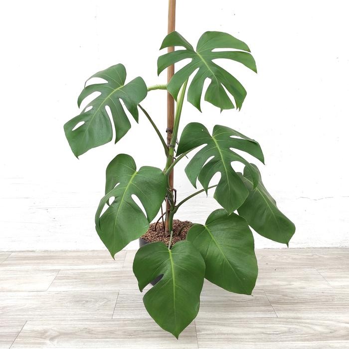 MONSTERA | Tanaman Hias - Tanaman Indoor - Tanaman Hias Indoor