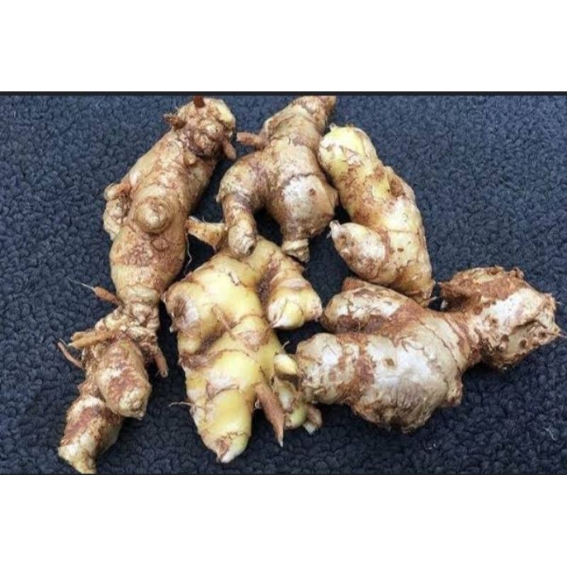 

Promo Lempuyang puyang segar 250gr *