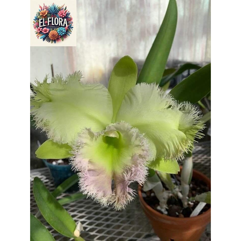 tanaman hias anggrek dendrobium hijau // anggrek dendrobium Seedling // anggrek berkualitas