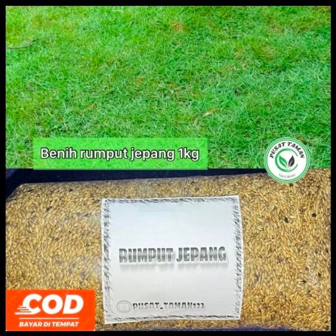 1kg Benih Rumput Jepang/Benih Rumput Jepang 1kg