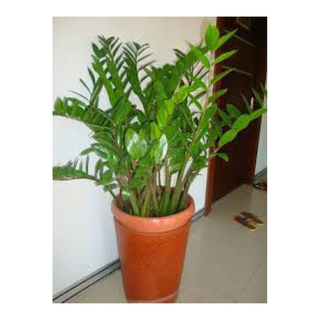 tanaman hias zamia/ bibit tanaman zamia/ pohon hidup zamia