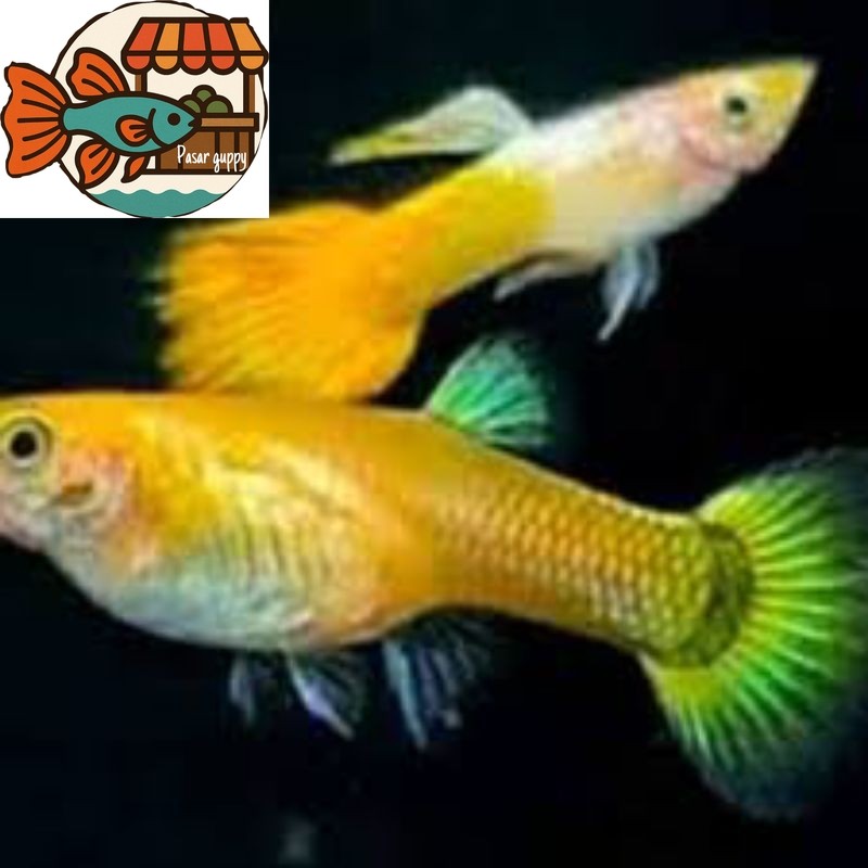 sepasang gupi guppy micarif yellow mikarif micariff kuning