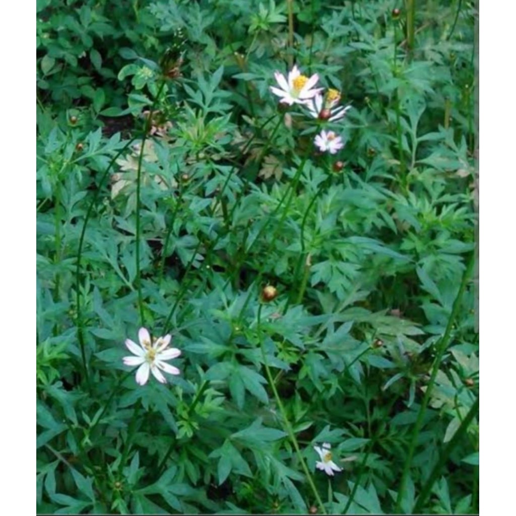 

Abh daun kenikir segar fresh