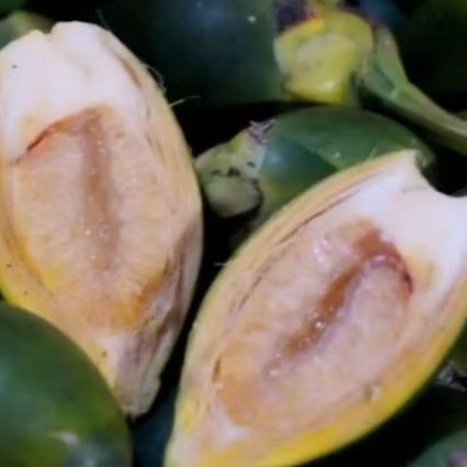 

pinang muda. Buah jame 500 / biji