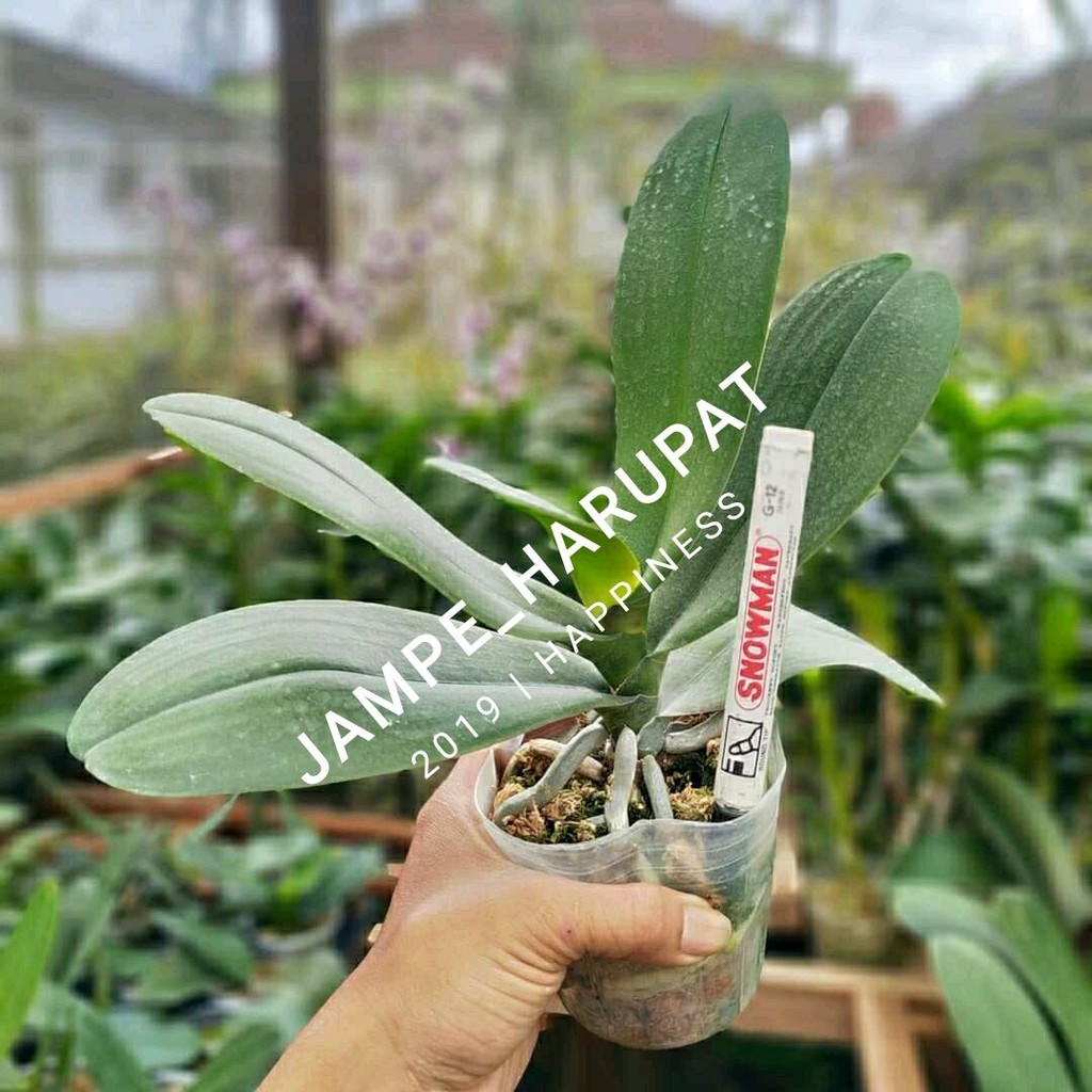 ANGGREK BULAN DEWASA JUMBO