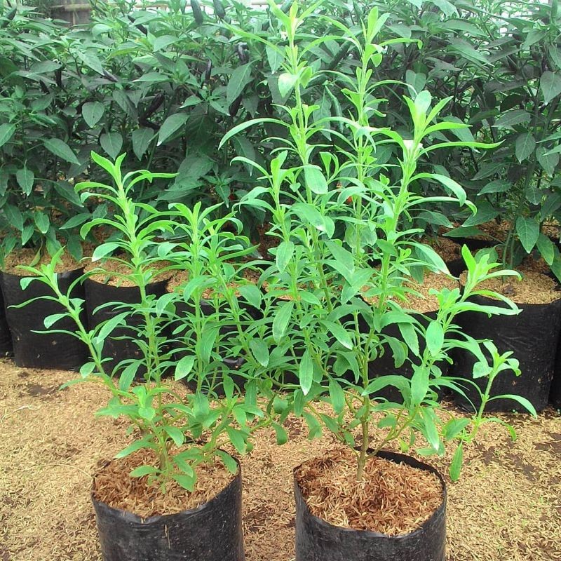 Daun Herbal STEVIA - Bibit Tanaman Obat Stevia Daun Manis - Tanaman Stevia Pengganti Gula