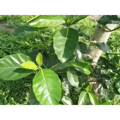 

Daun Awar Awar - Obat Radang Usus Buntu