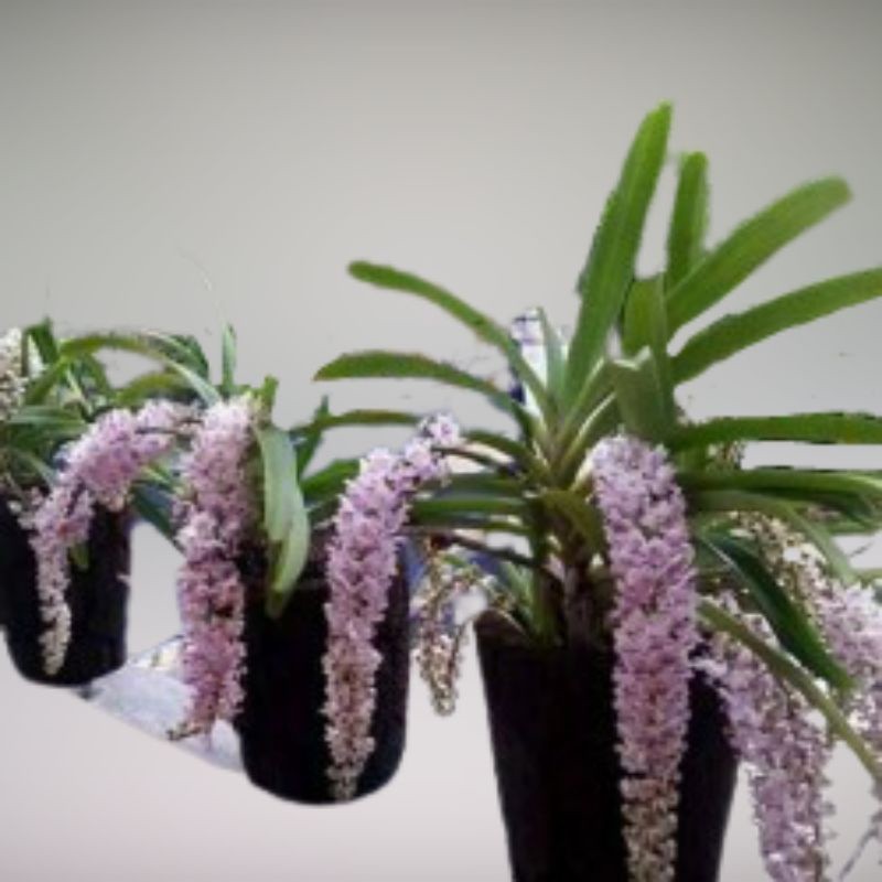 Anggrek ekor tupai dewasa siap berbunga