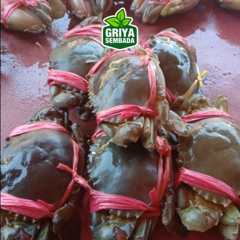 

Kepiting Hidup Isi 5 Hidup 1Kg Griya Sembada