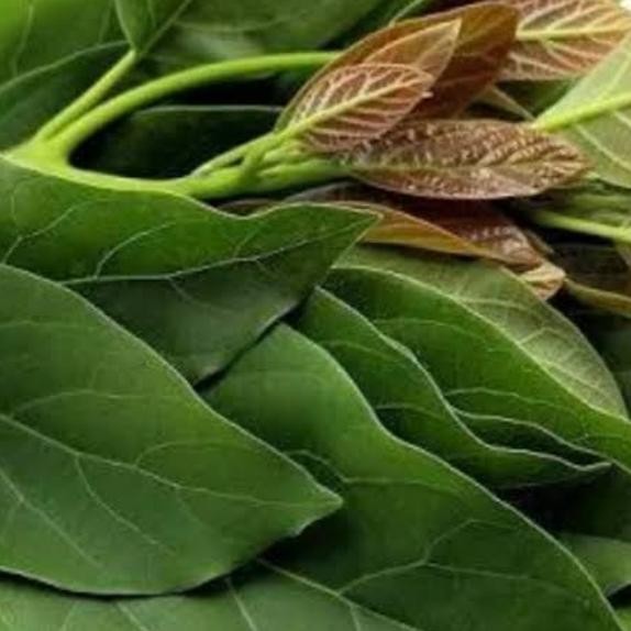 

Daun alpuket segar ready siap kirim