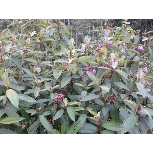 

Obat Daun Senduduk atau Senggani Harendong 100 Gram