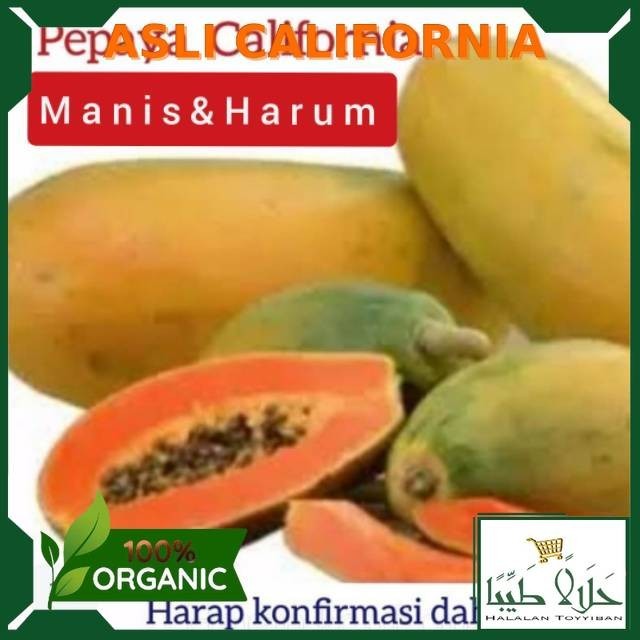 

PEPAYA CALIFORNIA MANIS ( ORIGINAL )PILIH MATANG ATAU MENGKAL Per 1 Buah