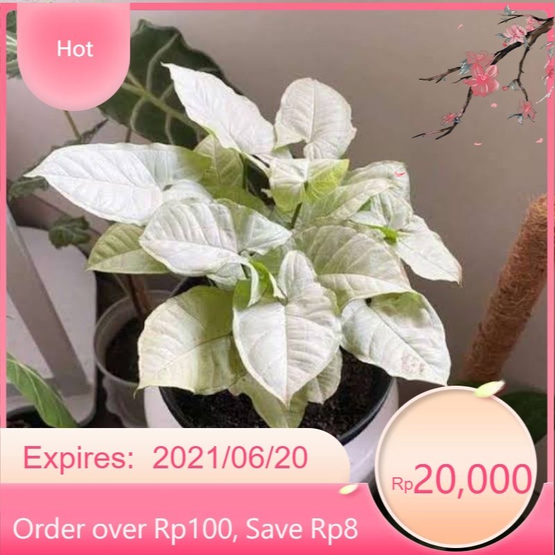 ( BISA COD ) Tanaman Hias Syngonium Putih Salju Mini / Singonium Putih Mini / Bunga Hias Singonium S