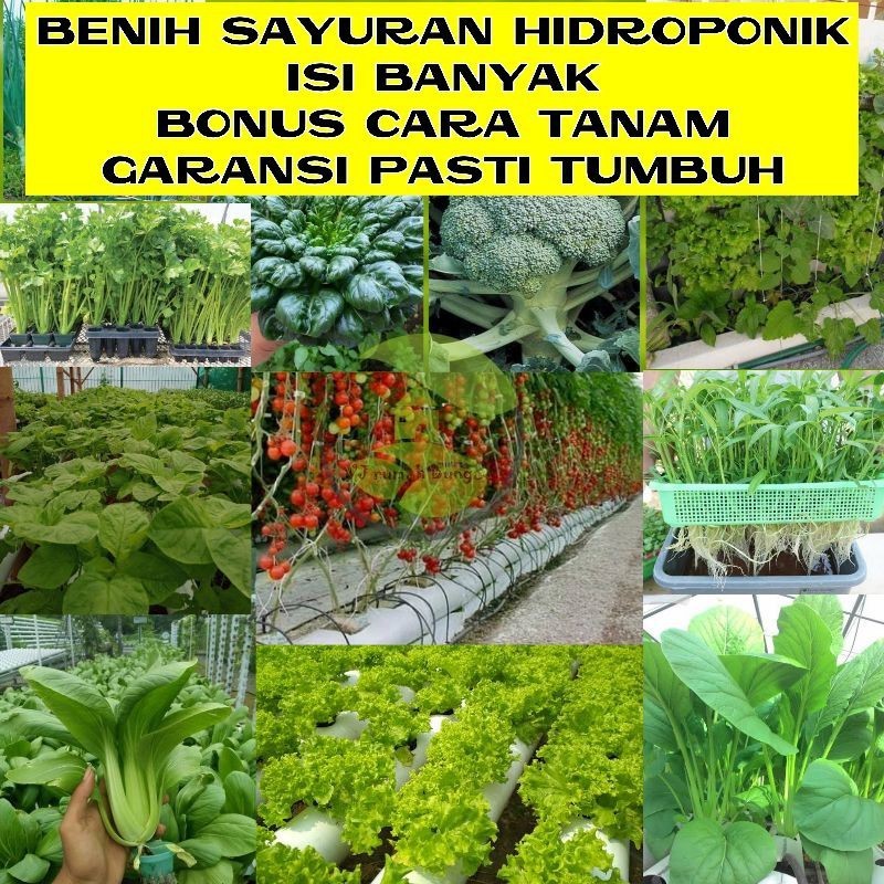 Benih Bibit Sayuran Hidroponik