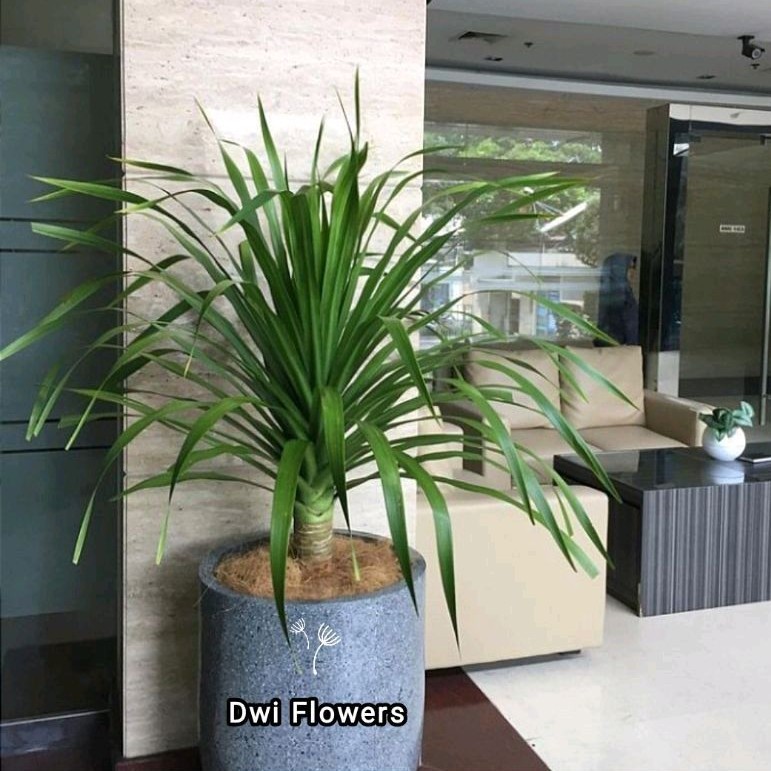 ( BISA COD) Tanaman Hias Pandan Bali Tanaman Pohon Pandan Bali / Tanaman Indoor Outdoor Pandan Bali 