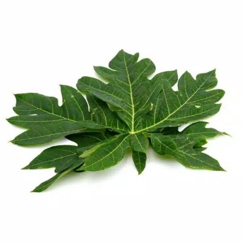 

Daun Pepaya / Per Ikat Besar
