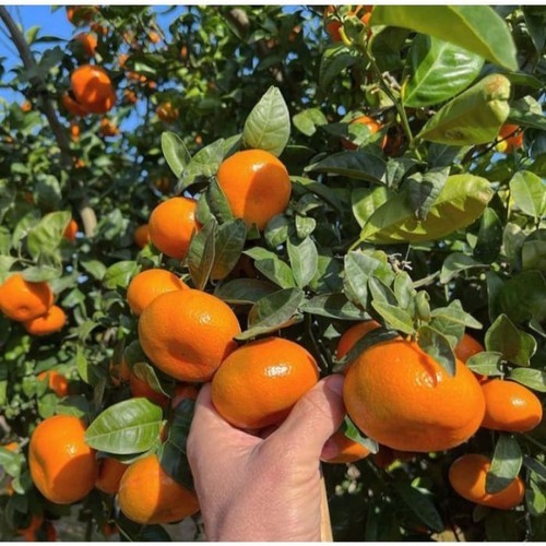 COD Bibit Tanaman Buah Jeruk Mandarin/Jeruk Mini/Jeruk Cina/Bibit Buah Kualitas Unggul