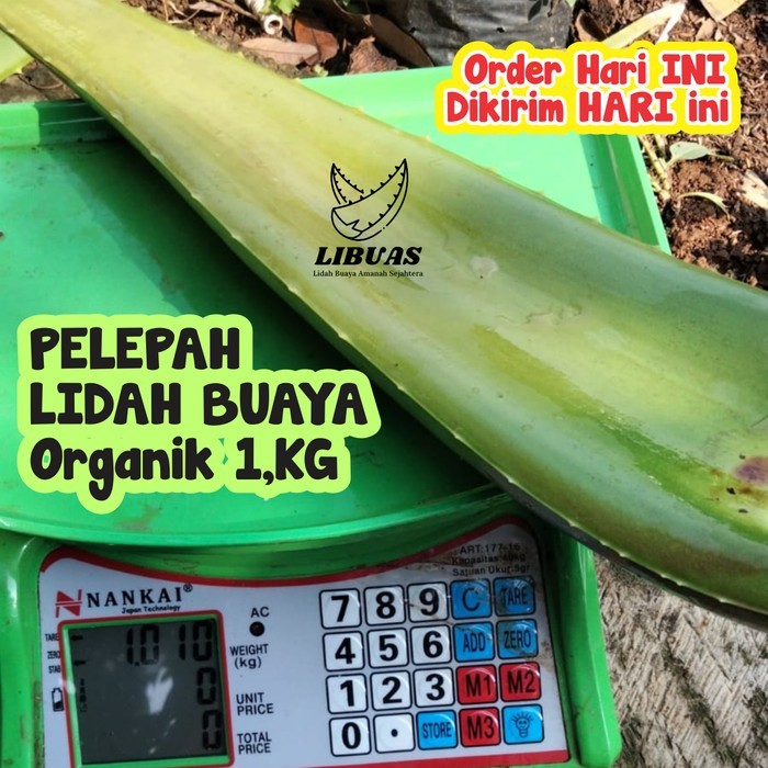 

PELEPAH LIDAH BUAYA | Ukuran Jumbo | Jenis Chinensis