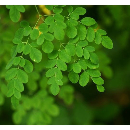

promo DAUN KELOR FRESH kualitas segar dan terbaik