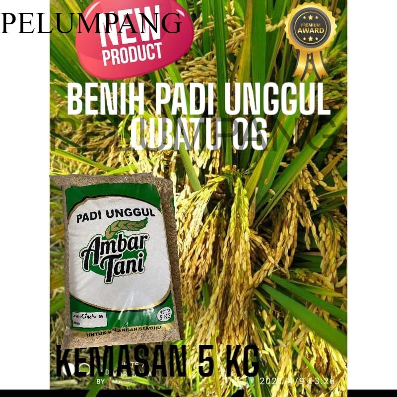 PADI DAN BENIH PADI benih padi unggul cibatu 06 original