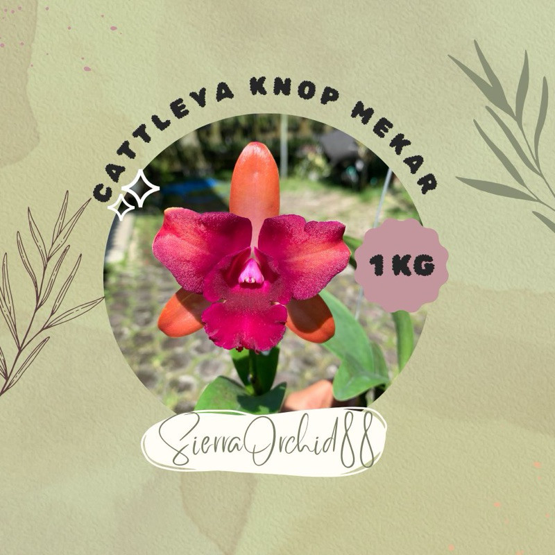 md52dj ANGGREK CATTLEYA KNOP - MEKAR ( 1 Kg )