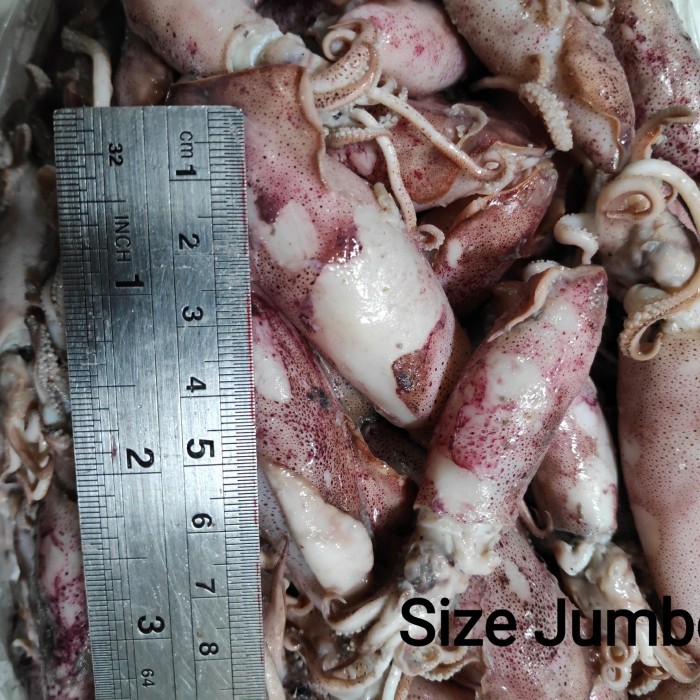 

Sotong / Cumi / Cumi Asin / Cumi Rebus 250 Gram Size Jumbo|Sedang|Baby - Size Sedang