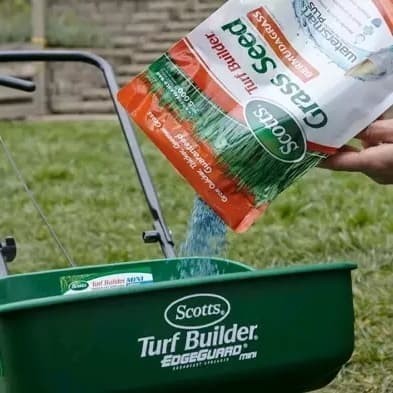 benih bibit rumput jepang - golf & gajah mini Hijauan Rumput Jepang Hidup