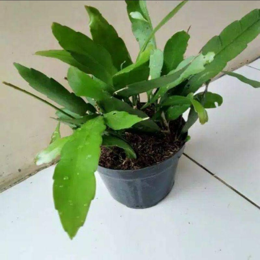 Tanaman Hias Wijaya Kusuma Putih - Wijaya Kusuma