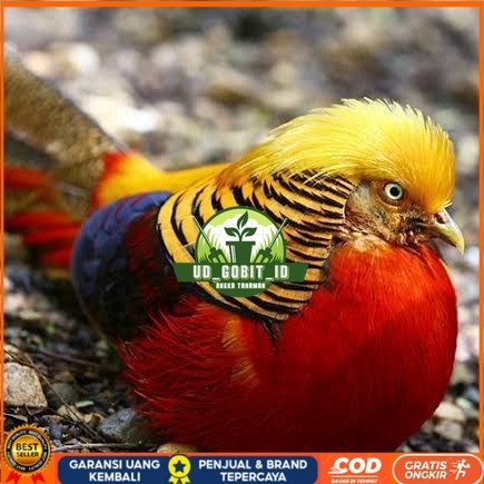 

telur ayam golden pheasant hias siap ditetaskan - golden pheasant UD_GOBIT_ID
